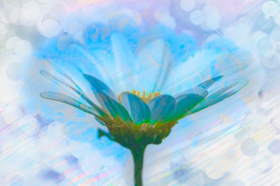 Ένα όμορφο γαλάζιο λουλούδι