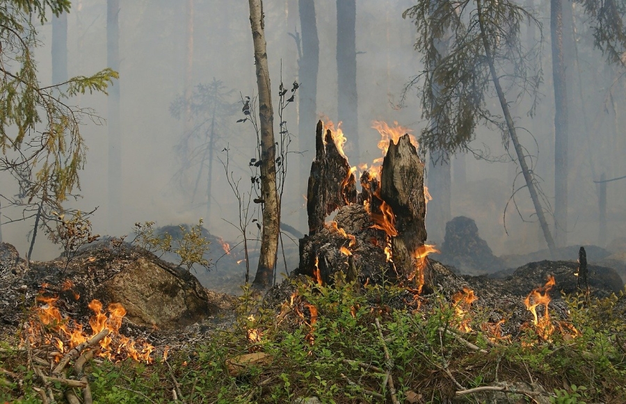 Το κάτω μέρος ενός κορμού που καίγεται σε ένα δάσος